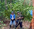 Artocarpus anisophyllus